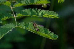 Ropalidia ornaticeps