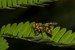 Ropalidia ornaticeps