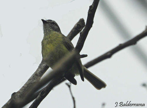 Yungas Tyrannulet (Phyllomyias weedeni)