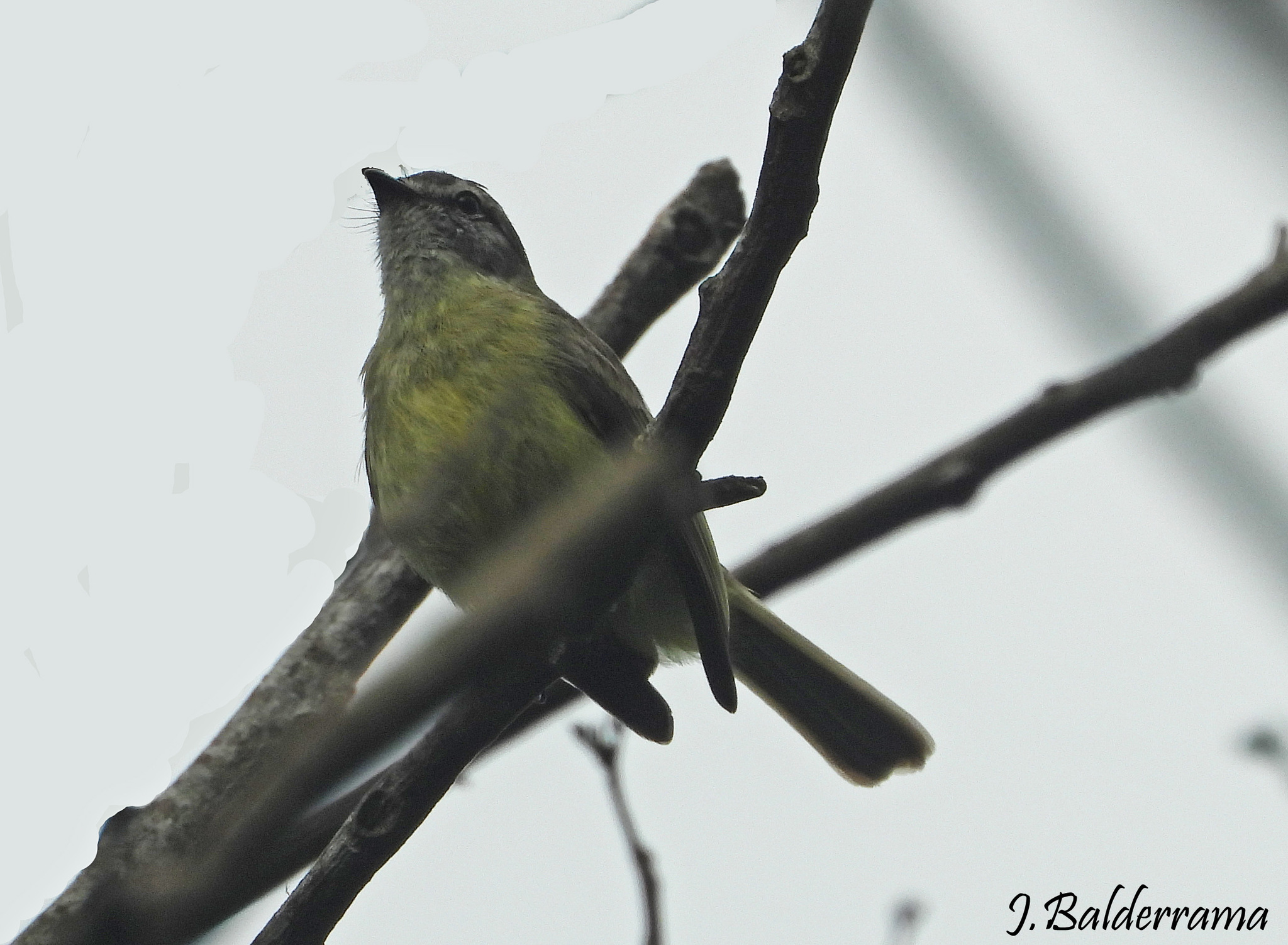 Yungas Tyrannulet illustration