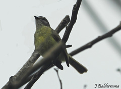 Yungas Tyrannulet photo 1