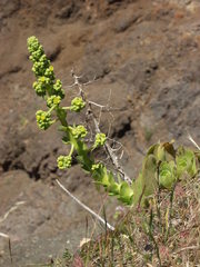 Aeonium canariense subsp. christii image