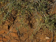 Aspalathus divaricata divaricata