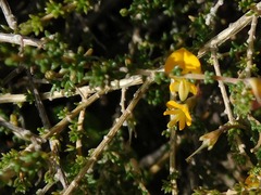 Aspalathus divaricata divaricata