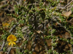 Aspalathus divaricata divaricata