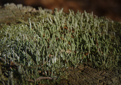 Cladonia phyllophora