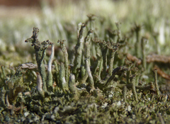 Cladonia phyllophora