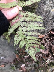 Dryopteris filix-mas