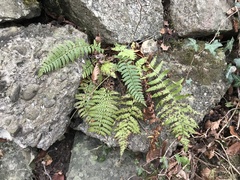 Dryopteris filix-mas
