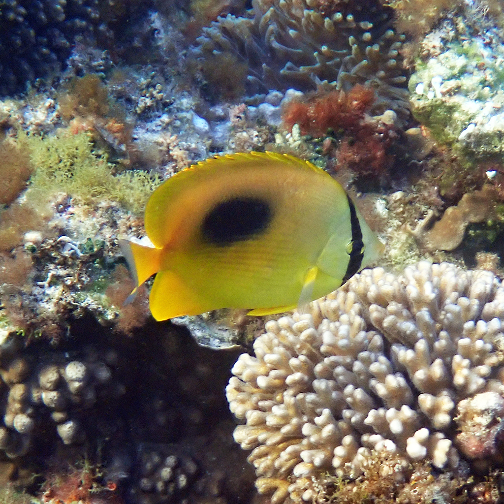 Mirror butterflyfish