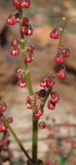 Rumex lativalvis