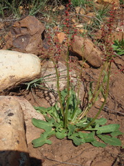 Rumex lativalvis
