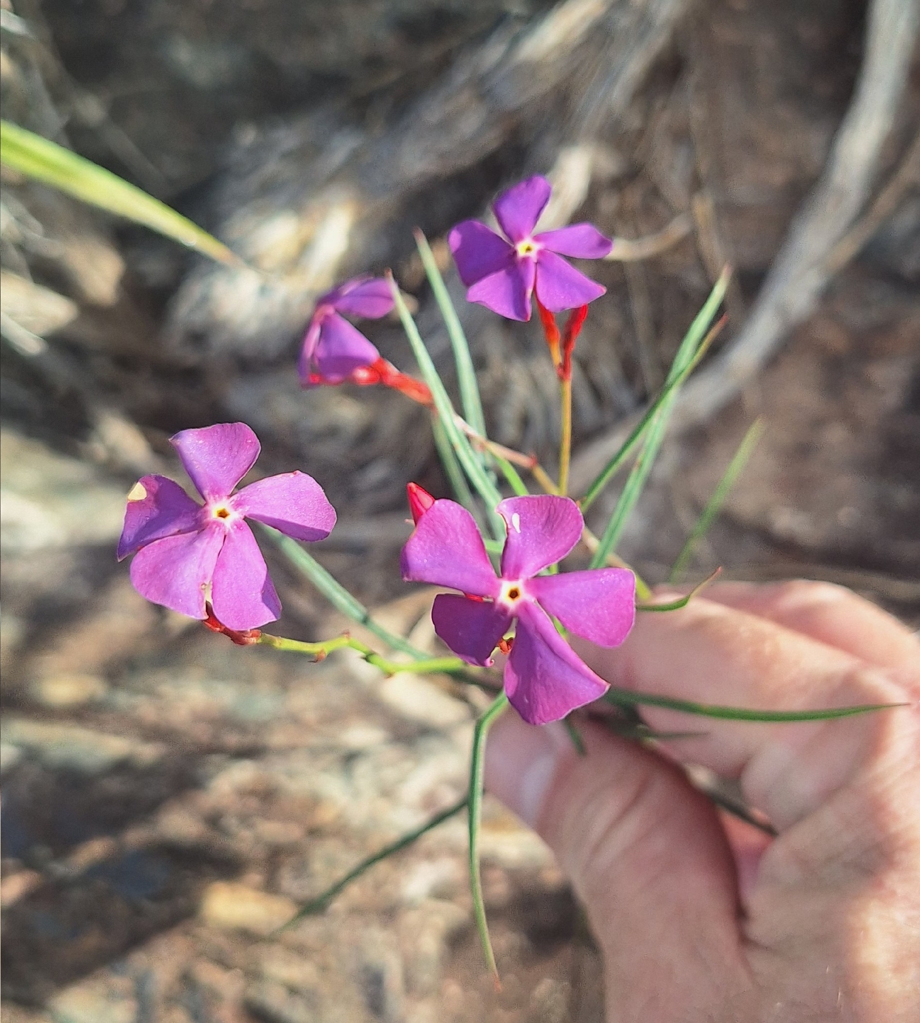 Mandevilla tenuifolia