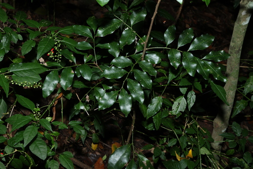 brush teak (Toechima tenax)