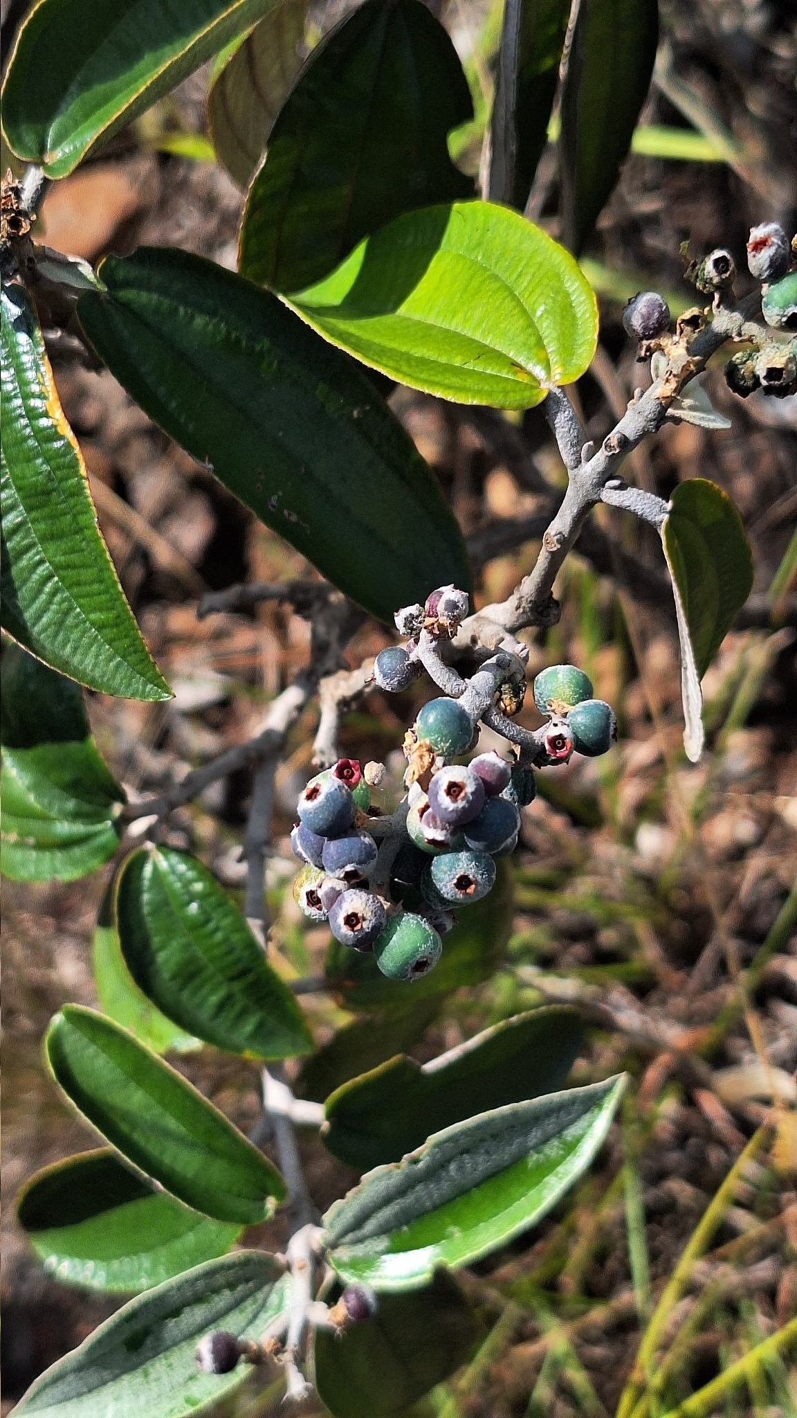 Miconia albicans