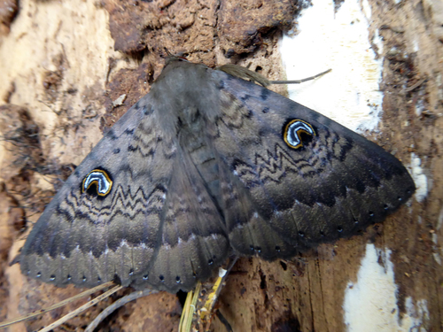 Dasypodia cymatodes