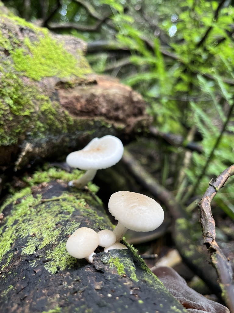 Oudemansiella australis · December 2025 · photo: © daynawilliams (iNaturalist, cc-by)