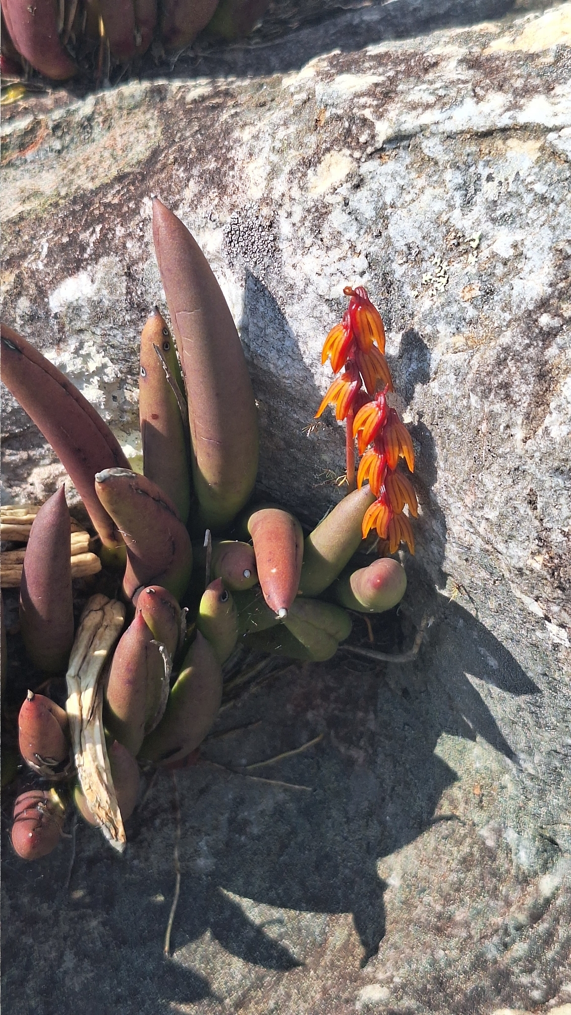 Acianthera johannensis