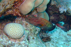 Yellowfin Hind photo 5