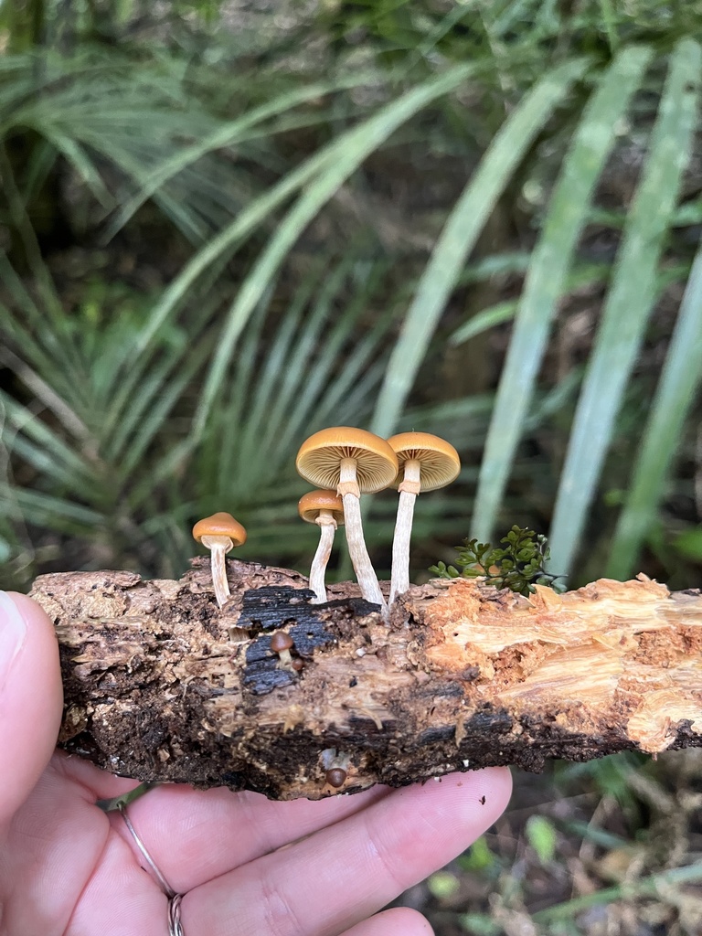Galerina patagonica