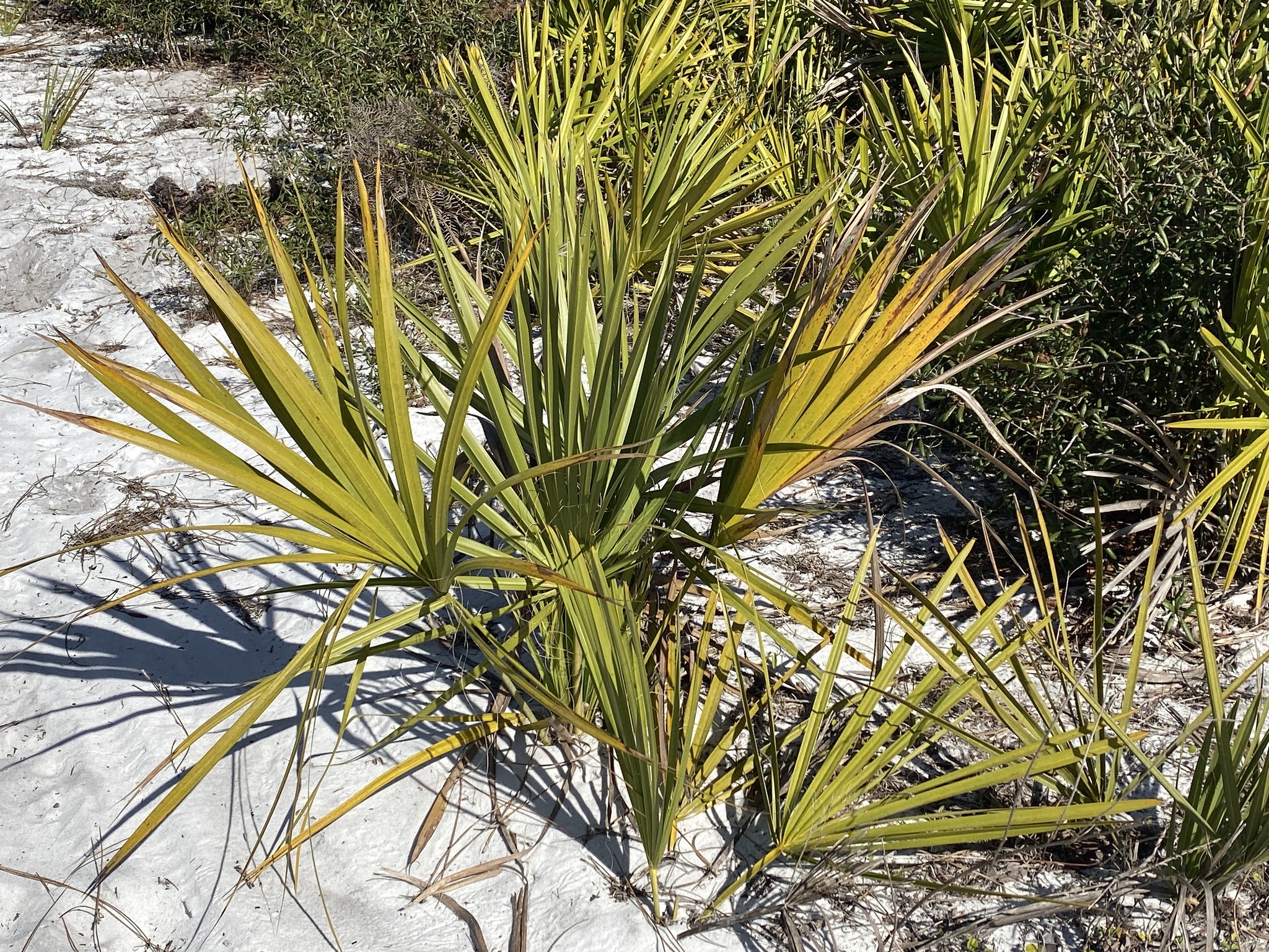 Sabal etonia
