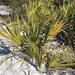 Scrub Palmetto - Photo (c) Judy Gallagher, some rights reserved (CC BY-SA), uploaded by Judy Gallagher