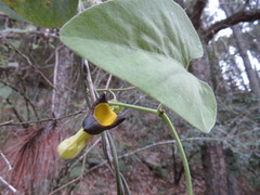 Aristolochia kaempferi