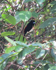 Ramphocelus flammigerus