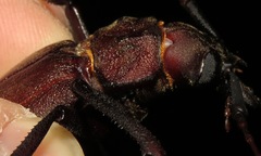 Mecosarthron buphagus