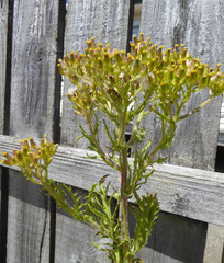 Senecio esleri