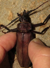 Mecosarthron buphagus