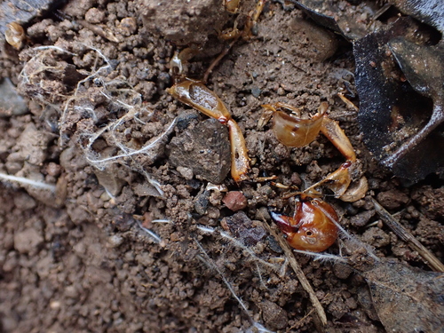 North American Jerusalem Crickets