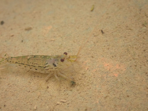 Atyoida bisulcata observed 2025-12-26