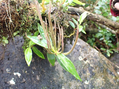 Peperomia oahuensis observed 2025-12-26