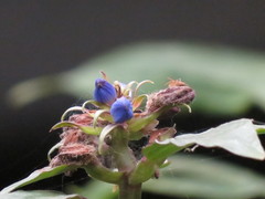 Dichorisandra thyrsiflora