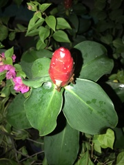 Costus woodsonii