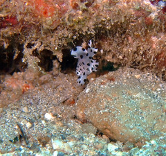 Chromileptes altivelis