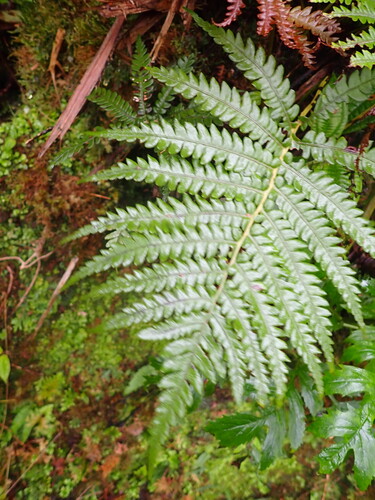 Sadleria pallida observed 2025-12-26