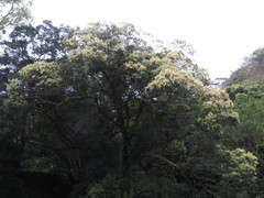 Castanopsis carlesii