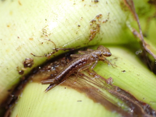 Megalagrion koelense observed 2025-12-26