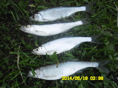 Leucaspius delineatus