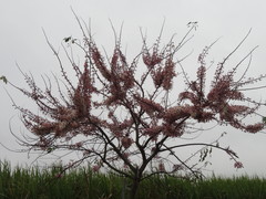 Cassia bakeriana