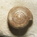 Dimple Supercoil Snail - Photo (c) David Lang, some rights reserved (CC BY-NC), uploaded by David Lang