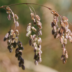 Chascolytrum subaristatum
