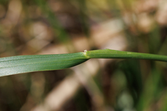 Chascolytrum subaristatum, photograph (c) Kym Nicolson, some rights reserved (CC BY)