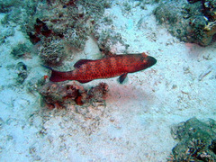 Plectropomus pessuliferus