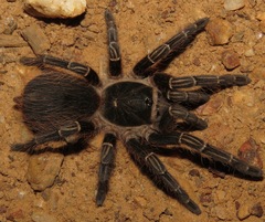 Acanthoscurria juruenicola