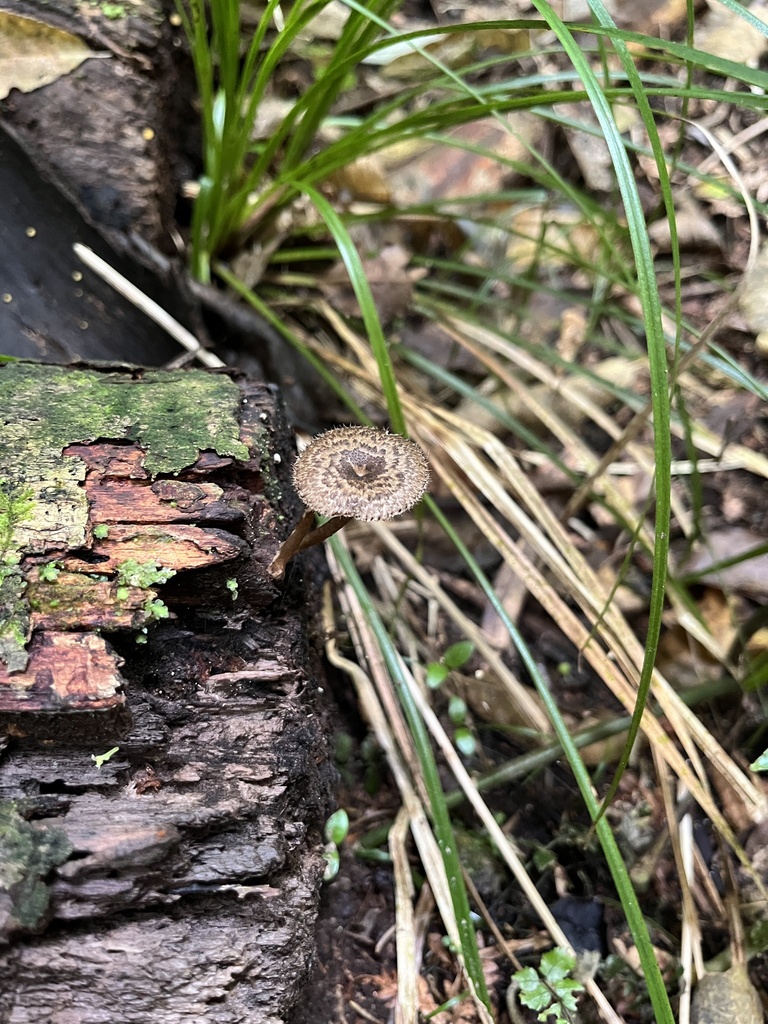 Lentinus arcularius · December 2025 · photo: © daynawilliams (iNaturalist, cc-by)
