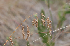Chascolytrum subaristatum, photograph (c) Kym Nicolson, some rights reserved (CC BY)