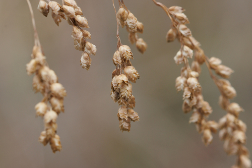 Chascolytrum subaristatum, photograph 4